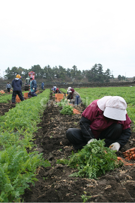야채,당근,다이어트,건강,유기농,제주,농장,자연,carrot,carrots,food,vegetable,fresh,orange,bunch,organic,healthy,vegetables,green,raw,isolated,root,agriculture,garden,diet,market,vegetarian,leaf,white,harvest,vitamin,ripe,nature,carrotcarrot,farm,closeup,color,colorful,country,diete,cofarmer,farmersmarket,farming,background,greenhealthhealthyfoodshealthylifehealthylifestylehealthylifestylebackground,jejuisland,jejukorea,natural,naturelandscape,nutrition,organicbackground,organicfarm,사람들,대중,군중,other people,crowd,산업,industry,industrial,농업,농사,agriculture,farming,farming industry