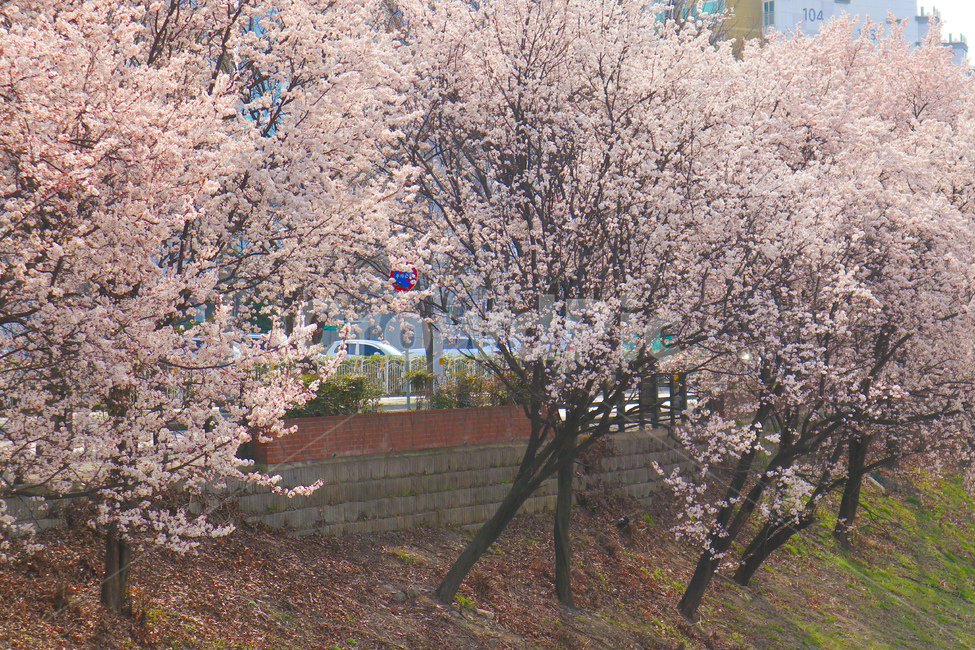 봄,spring,벚꽃,cherryblossom,분홍,분홍색,pink,flower
