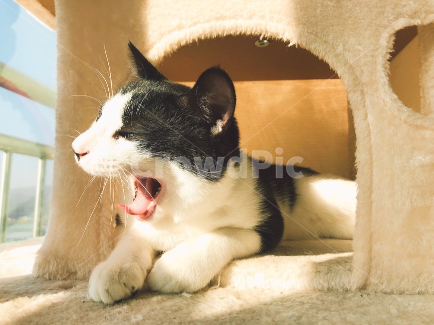 고양이,하품,일광욕,코숏,휴식,cat,yawn,나른함,반려묘