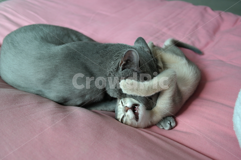 고양이,아비시니안,러시안블루,두마리,형제,장난,귀여운,냥이,집사,함께,같이,동물,animal,포유류,mammal,고양이,cat,kitten,kitty