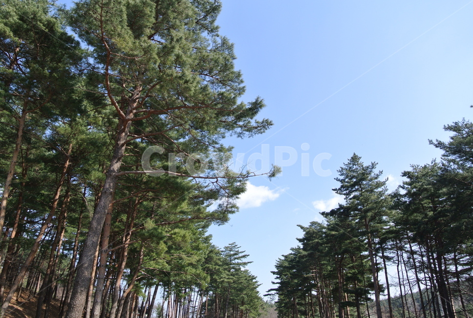 나무,숲,산,소나무,평화,수목원,강릉수목원,강원도,한국의산,forest,풍경,자연,풍경,nature,landscape,tree,plant,식물,fir,전나무
