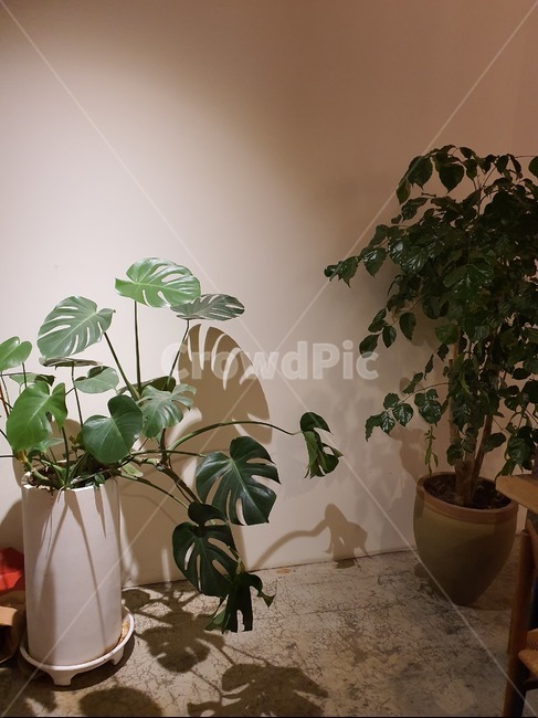 식물,인테리어,plant,leaf,잎,실내용화초,화분,화초,house plant