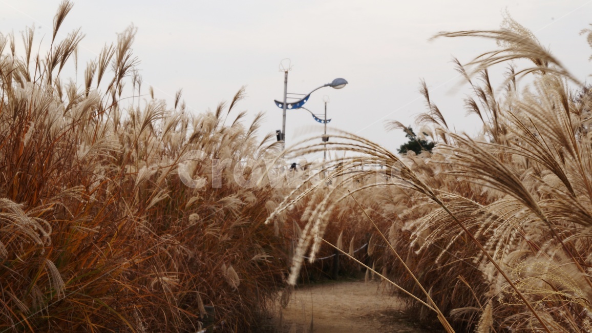 가을,가을풍경,하늘공원,갈대,억세풀,가을,계절,fall,autumn,season,자연,풍경,nature,landscape,grass,잔디,plant,식물,lawn,reed
