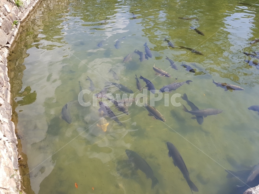 잉어,물가,무리,물속,잉어떼,동물,animal,어류,물고기,fish
