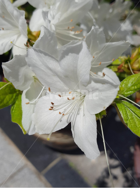 꽃,근접,flower,봄,식물