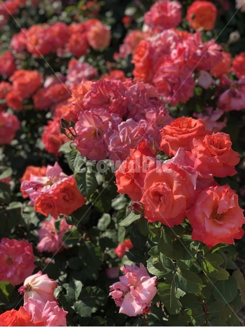 장미,rose,flowers,빨간꽃,햇빛,식물,꽃,장미공원,꽃놀이,창원,창원장미공원,빨간장미,빨간색장미,빨간색꽃