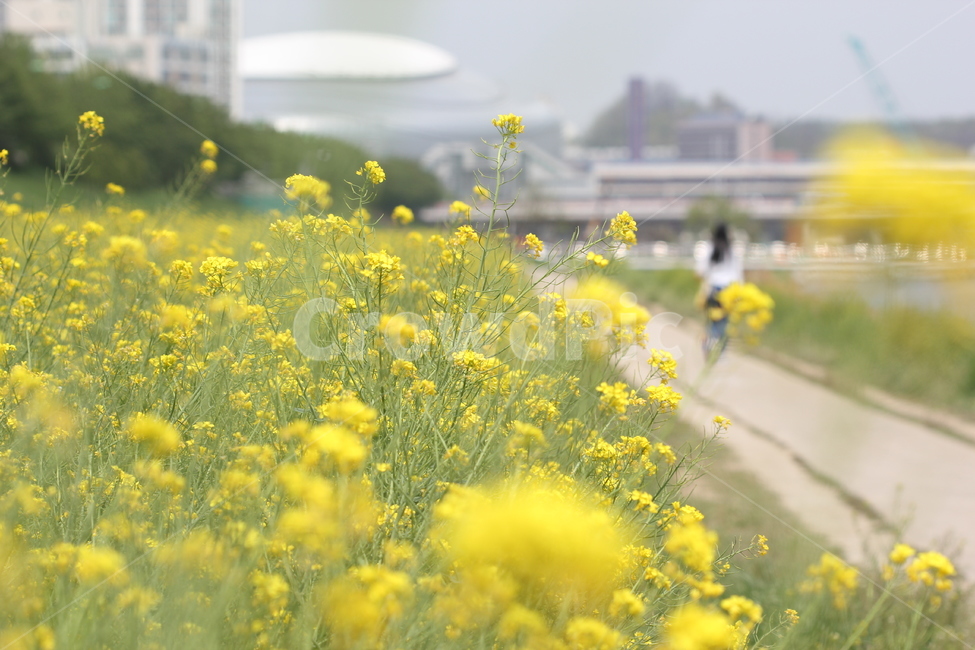 봄,꽃,노랑,spring,flower,yellow,봄,계절,spring,season,자연,풍경,nature,landscape