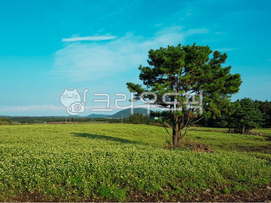 sky,Alone tree,outcast tree,nature,tree,barley field,grassland,cloud,green barley field,field,outdoors,Farm,sight,farm,pasture,meadow