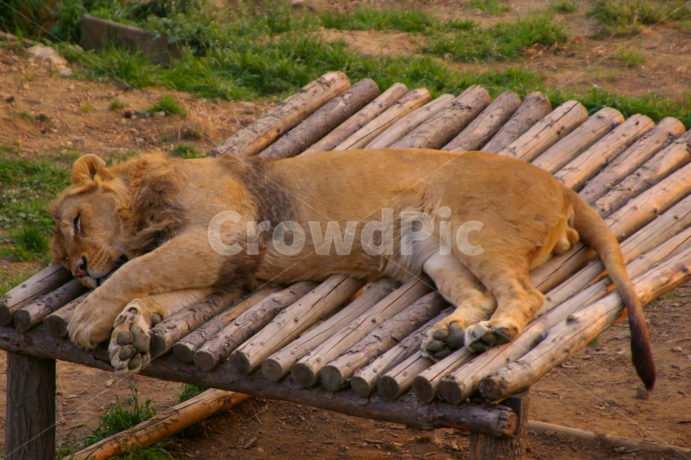 포유류,포식동물,동물,야생동물,사자,lion,동물,animal,포유류,mammal