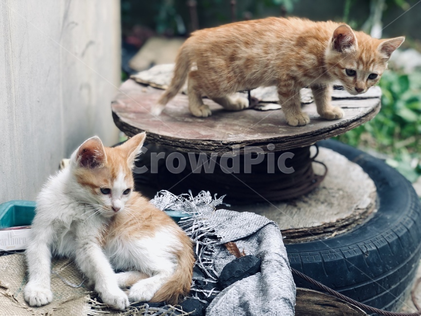 고양이,고양이들,cat,동물,감성사진,고양이사진,새끼고양이,고양이,cat,kitten,kitty