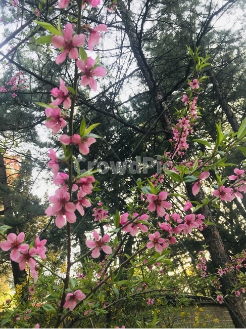 꽃,나무,숲,핑크,산