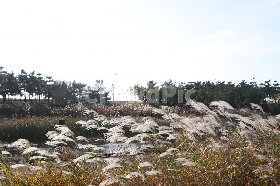 갈대,식물,가을,감성사진,호수,꽃,억새,가을,계절,fall,autumn,season,자연,풍경,nature,landscape,grass,잔디,plant