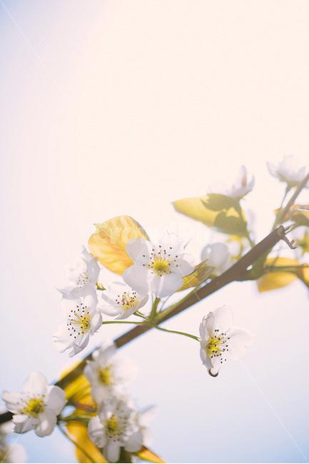 봄,식물,자연풍경,감성사진,꽃,봄,계절,spring,season,식물,자연,plants,nature,꽃,flower,감성,sensible,feeling,plant