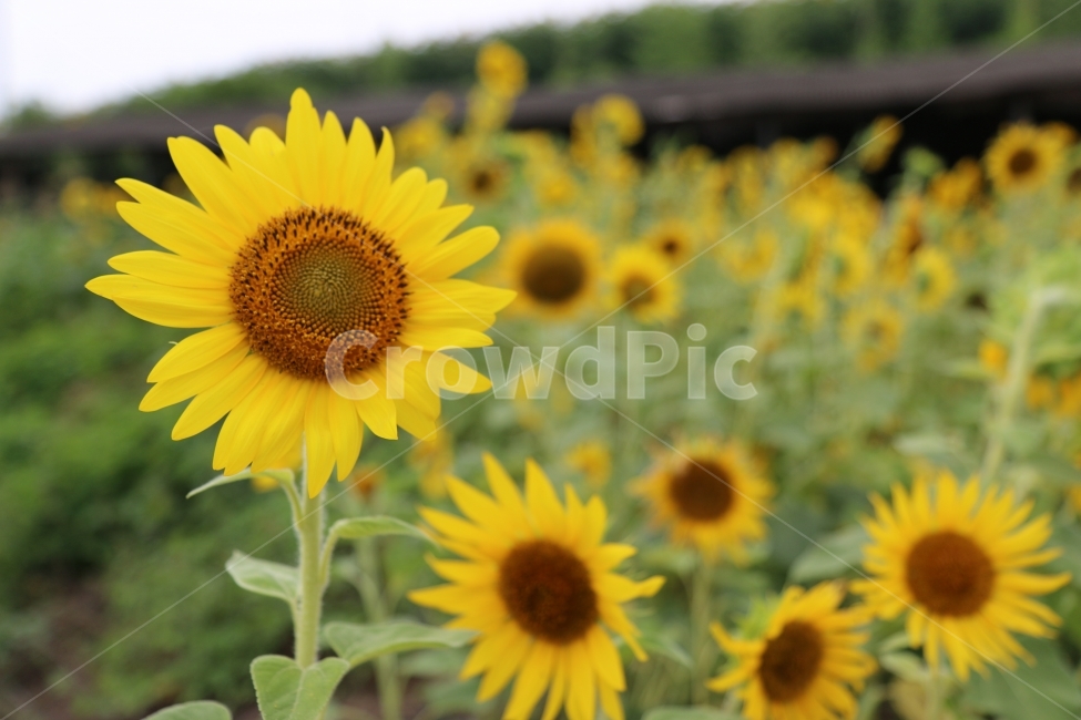 국내여행,해바라기,꽃,자연,식물,flower,sunflower,travel,landscape,여행,플라워,식물,자연,plants,nature,꽃,flower