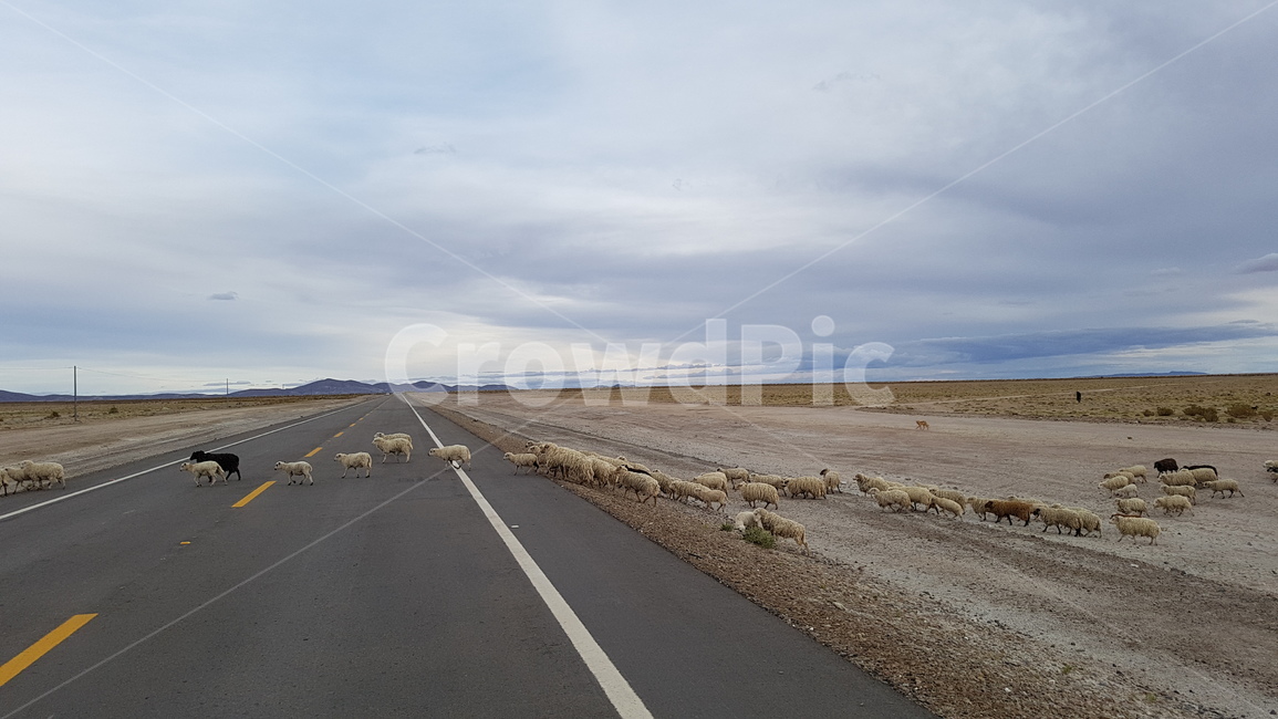 길,도로,양,sheep,road,peru,페루,점령,건너기,양떼,동물,animal,포유류,mammal,교통,교통수단,traffic,transportation
