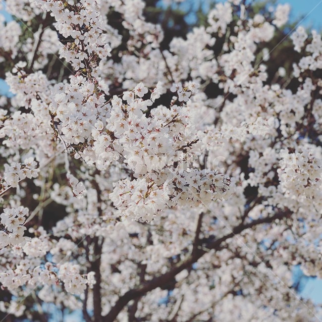 plant,식물,cherryblossom,벚꽃,flower,blossom,꽃