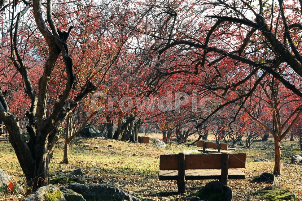 산수유,붉은,숲,의자,휴식,여행,가을,이천,산수유마을,열매,감성사진자연,나무,벤치,가을,계절,fall,autumn,season,자연,풍경,nature,landscape,식물,plants,나무,trees,wood,plant,tree