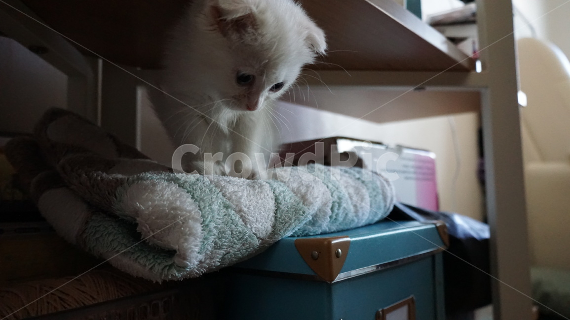 고양이,반려묘,반려동물,스코티시폴드,아깽이,하얀고양이,파란눈고양이,아기고양이,cat,kitten,scottishfold,말썽꾸러기,allie,동물,animal,포유류,mammal,고양이,cat,kitten,kitty