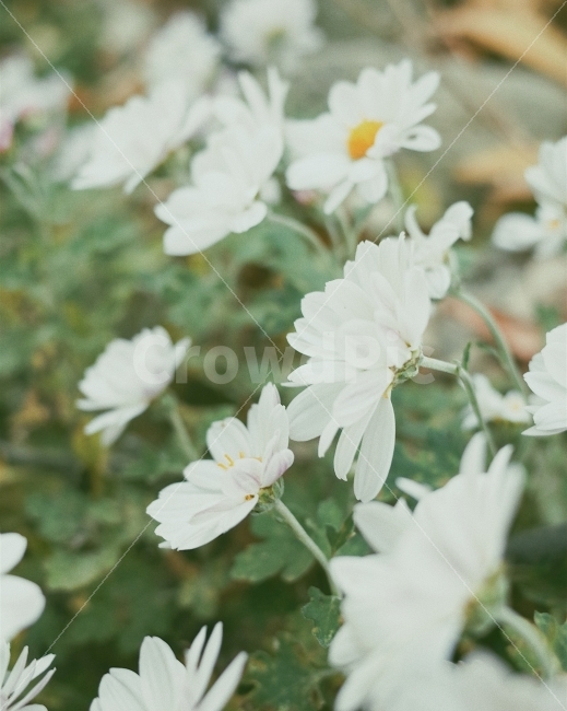 꽃이미지,꽃,감성사진,풍경이미지,자연,리코gr2,감성,포근한이미지,식물,자연,plants,nature,꽃,flower,감성,sensible,feeling