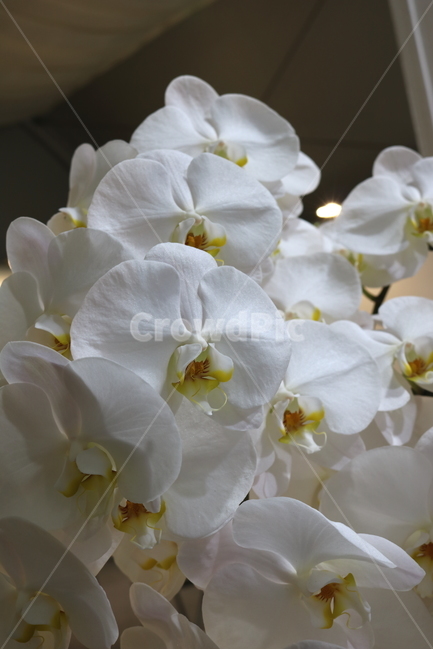 호접란,꽃,난초,식물,호접란꽃,서양란,원예,관상용,식물,자연,plants,nature,꽃,flower