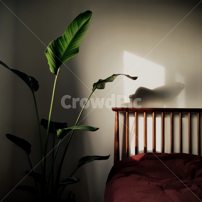 furniture,가구,interiordesign,인테리어디자인,plant,식물,indoors,옥내,침대,침실,인테리어,interior,인테리어,실내디자인,interior design