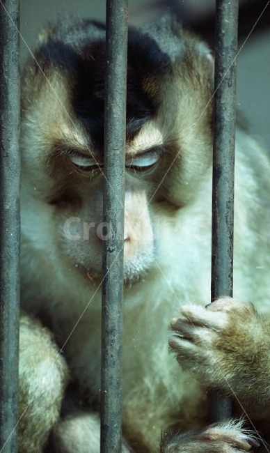 animal,monkey,원숭이,동물,동물원,동물,animal,포유류,mammal,감정표현,기분,feeling,emotion