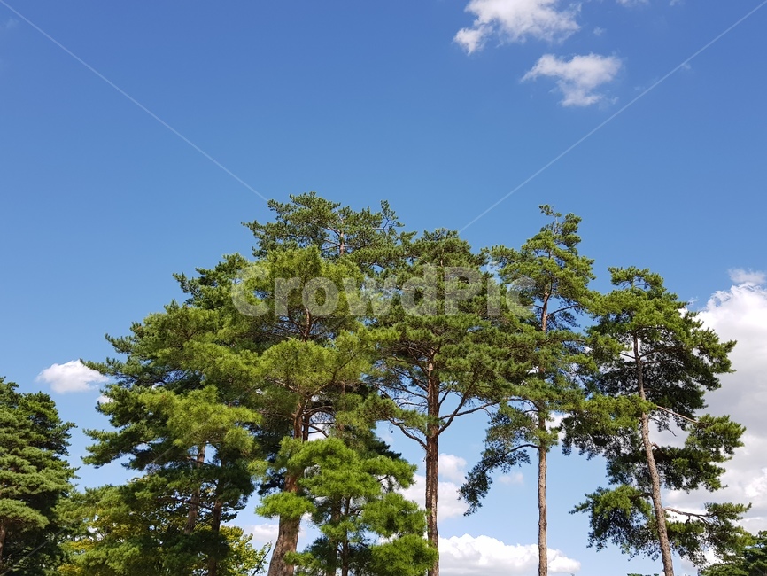 소나무,하늘,푸른하늘,가을하늘,화창한,경복궁,날씨,나들이,나무,pinetree,sky,sunny,landscape,forest,자연,풍경,자연,풍경,nature,landscape,tree,plant,식물