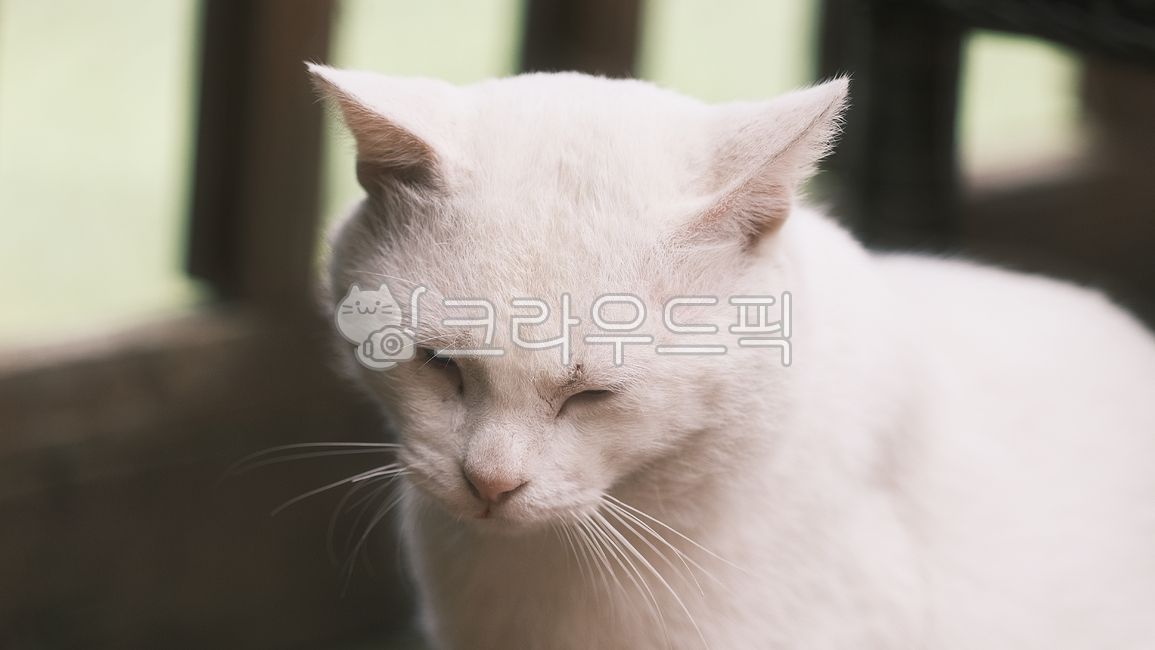 오드아이,oddeye,길고양이,alleycat,동물,고양이,animal,포유류,mammal,길냥이,streetcat,귀여운냥이,cute,아빠고양이,whitecat,하얀고양이,고양이발바닥,젤리고양이,동물,animal,포유류,mammal,고양이,cat,kitten,kitty