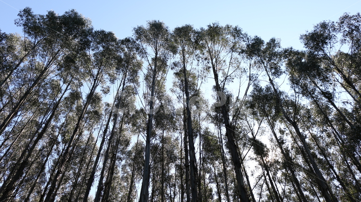 나무,자연,풍경,건축,구조,숲,산,tree,forest,ladscape,nature