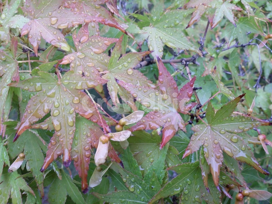 plant,식물,leaf,잎,tree,나무,단풍,식물,자연,plants,nature