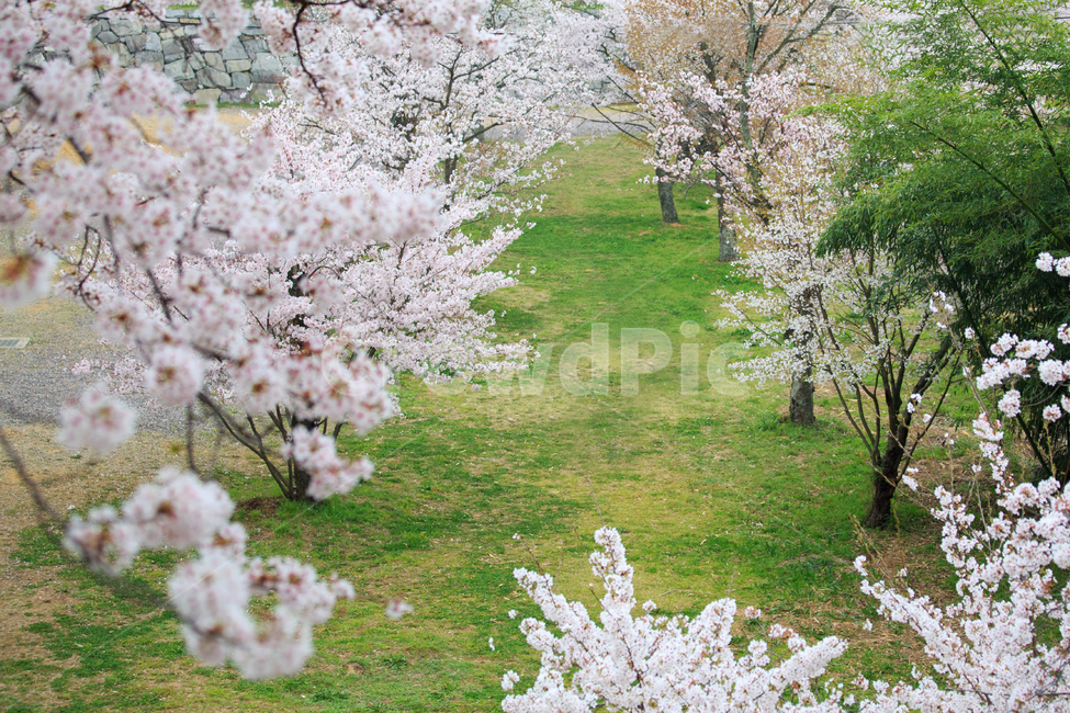 벚꽃,봄,사천,꽃,봄꽃,선진리성,자연,식물,나무,스냅,만개,배경,cherryblossom,flower,spring,풍경배경,꽃배경,봄,계절,spring,season