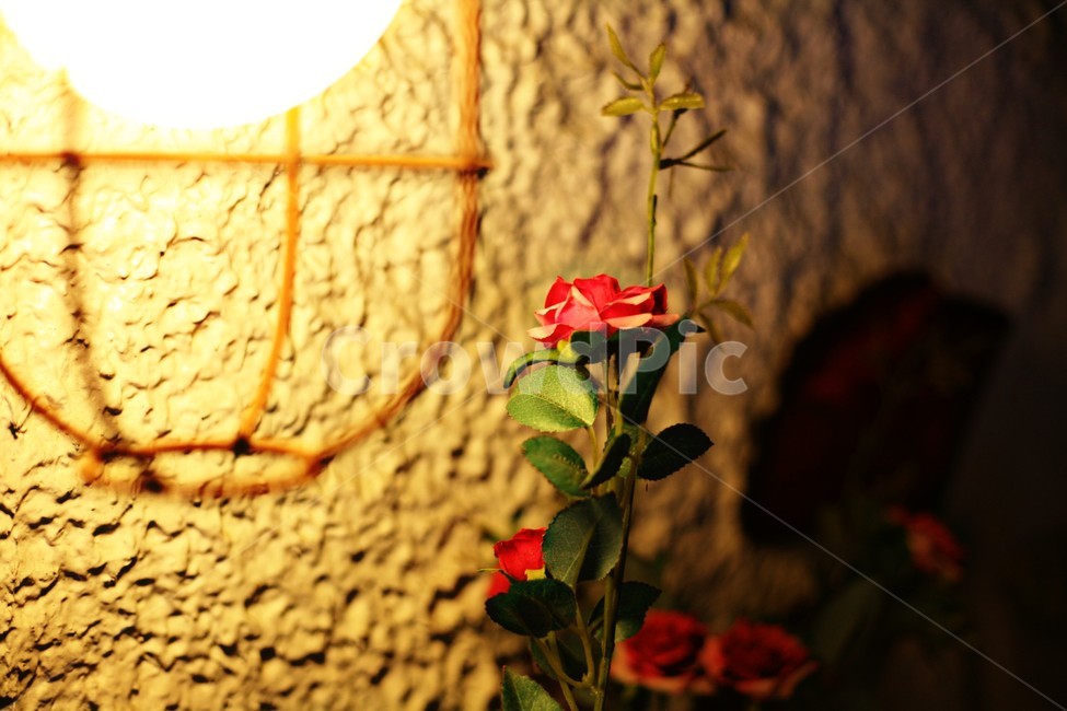 꽃,매크로,접사,자연,장미,조화,식물,자연,plants,nature,꽃,flower