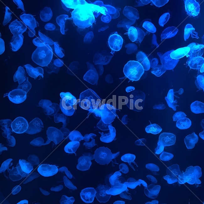 해파리,심해,수족관,아쿠아리움,바닷속,ocean,jellyfish,abyss,aquarium,바다,해양,생물,동물