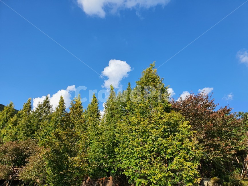 tree,나무,plant,식물,fir,전나무,abies,하늘,자연,풍경,nature,landscape