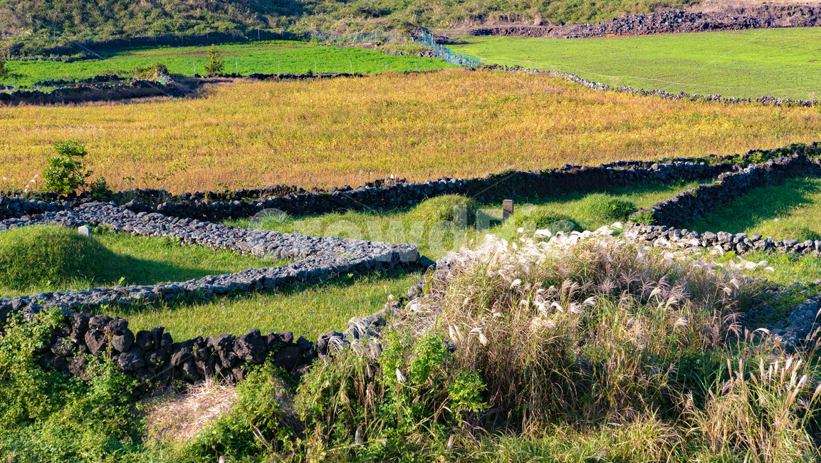 용눈이,용눈이오름,오름,orum,jeju,제주,제주도,제주오름,가을제주,가을,풍경,landscape,nature,자연,land,땅,plateau,옥외,outdoors,고원,무덤,제주도,jeju,jeju island