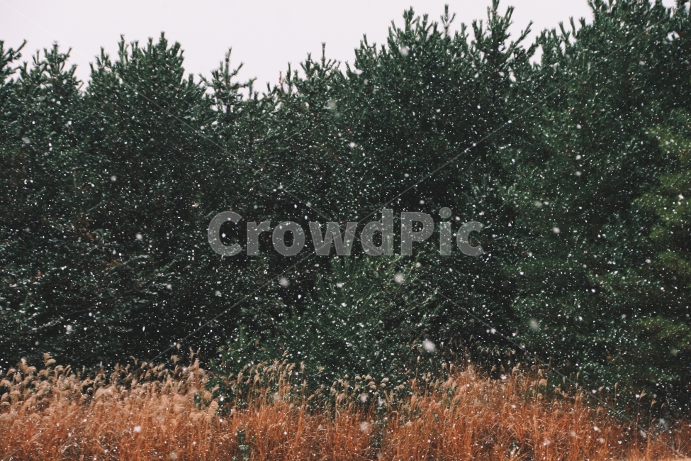 한라산,제주겨울,함박눈,감성사진,스노우볼,겨울,계절,winter,season,자연,풍경,nature,landscape,tree,나무,plant,식물