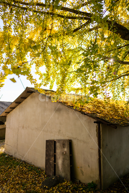 은행나무,단풍,가을,ginkgo,autumn,fall,tree,나무,plant,식물,가을,계절,fall,autumn,season,식물,자연,plants,nature,나무,trees,wood,outdoors,옥외,building,건물