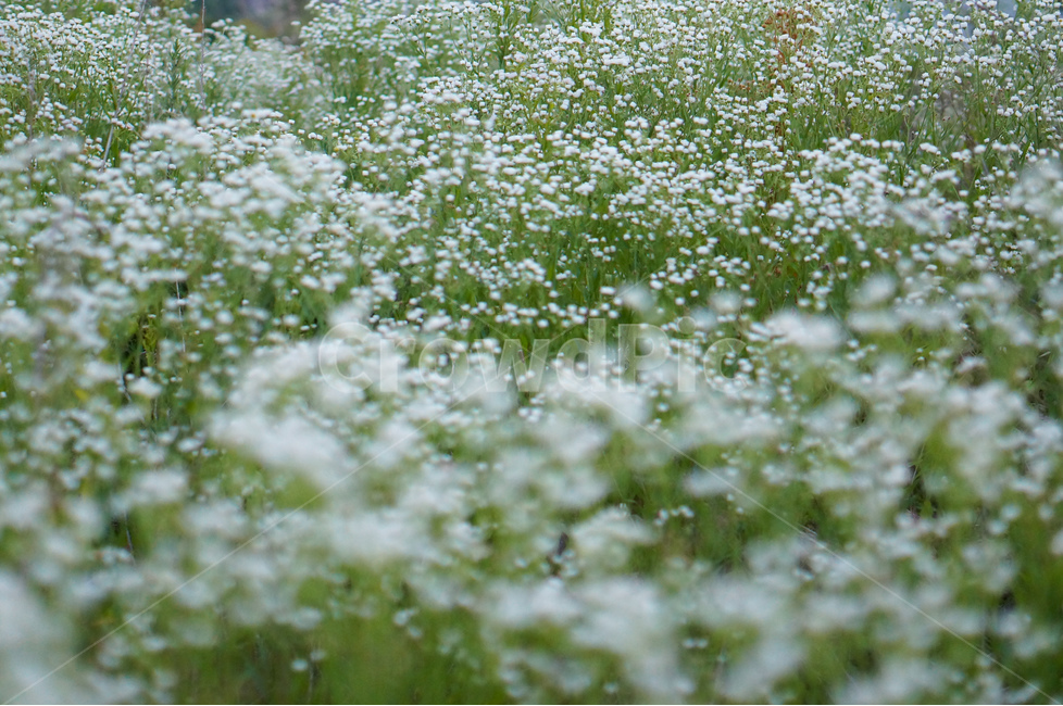꽃,개망초,하양,풍경,초록,식물,식물,자연,plants,nature,꽃,flower
