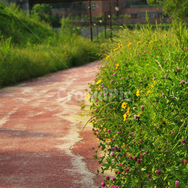 감성사진,자연,하늘,꽃풍경,풍경사진,색감,flower,sky,summer,nature,color,yellow,길,green,자연,풍경,nature,landscape,식물,plants,꽃,flower