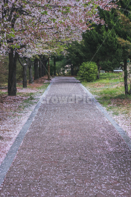 벚꽃길,벚꽃,cherryblossom,꽃,꽃길,봄,계절,spring,season