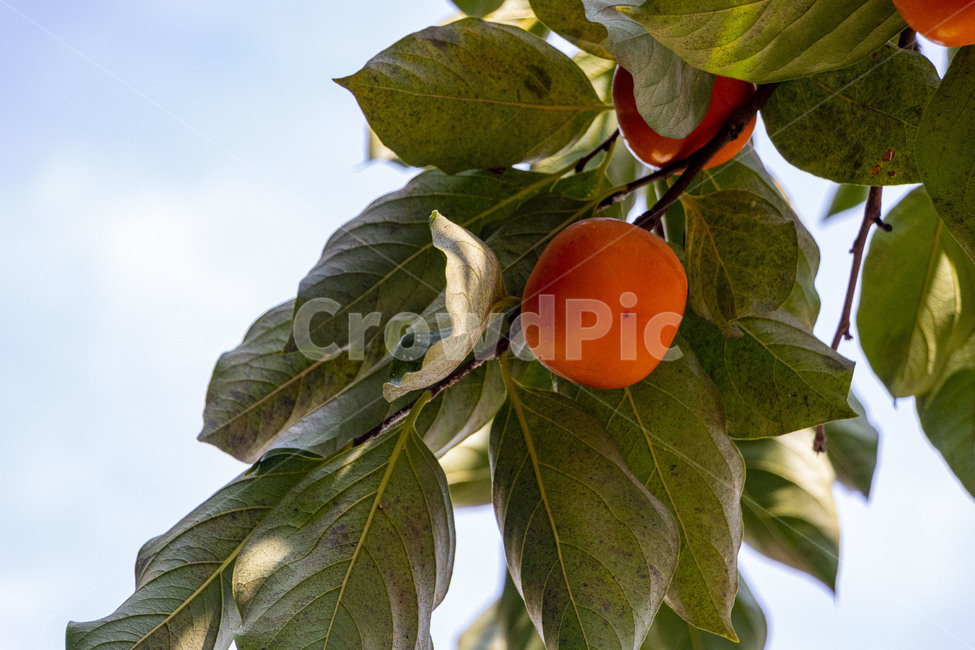감,단감,감나무,과일,열매,persimmon,persimmontree,가을,계절,fall,autumn,season,과일,열매,fruit,plant,식물,food,음식,orange,주황색,citrus fruit,감귤류 과일