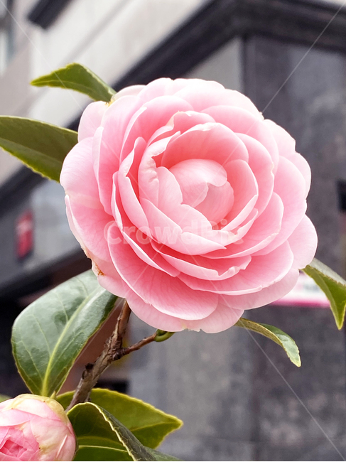 plant,식물,flower,blossom,꽃,동백꽃,동백나무,분홍색동백꽃,봄,힐링,화사함,감성