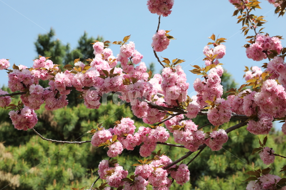꽃,벚꽃,나무,봄,올림픽공원,flower,cherryblossom,tree,sky,봄,계절,spring,season,식물,자연,plants,nature,꽃,flower,plant,blossom