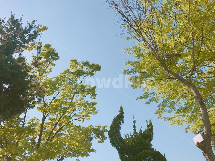 자연,하늘,공원,봄,여름,나무,숲