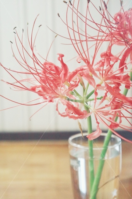 꽃,상사화,꽃무릇,감성,flower,식물,자연,plants,nature,꽃,flower,감성,sensible,feeling
