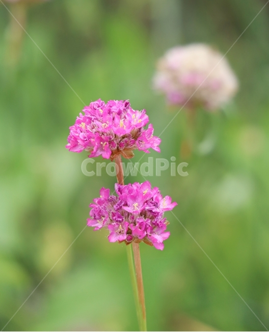 아르메니아,아침,빛,봄,꽃,식물,자연,plants,nature,꽃,flower