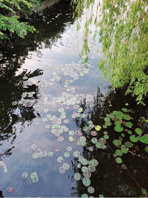 연못,연잎,버드나무,풍경,호수,자연,풍경,nature,landscape,water,물,land,땅,outdoors,옥외