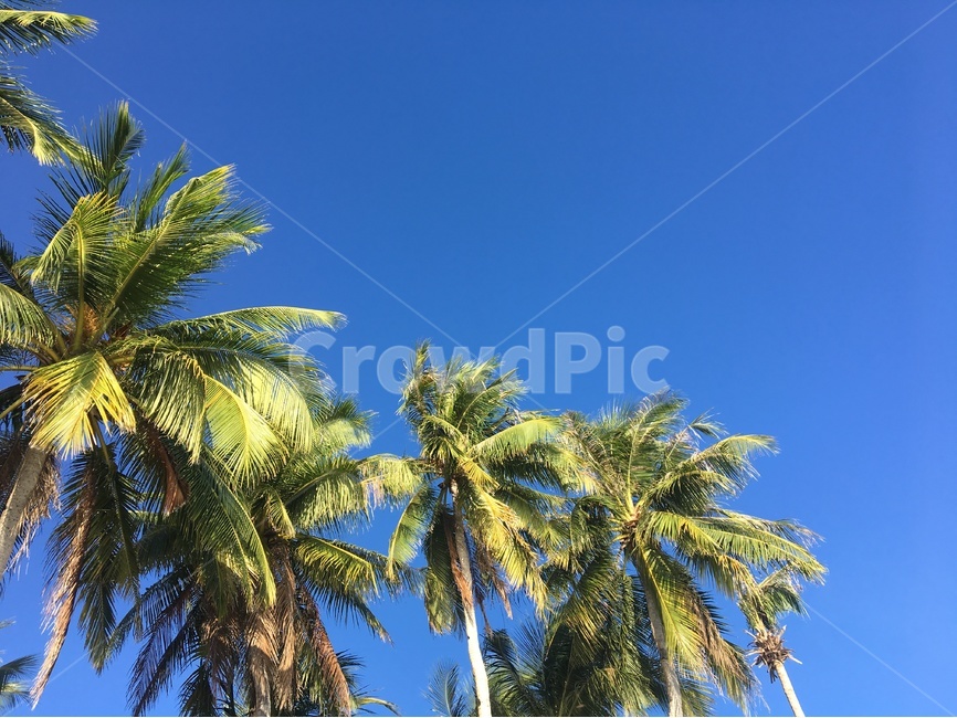 야자수,야자나무,코코넛,코코야자,나무,palmtree,식물,자연,plants,nature,나무,trees,wood