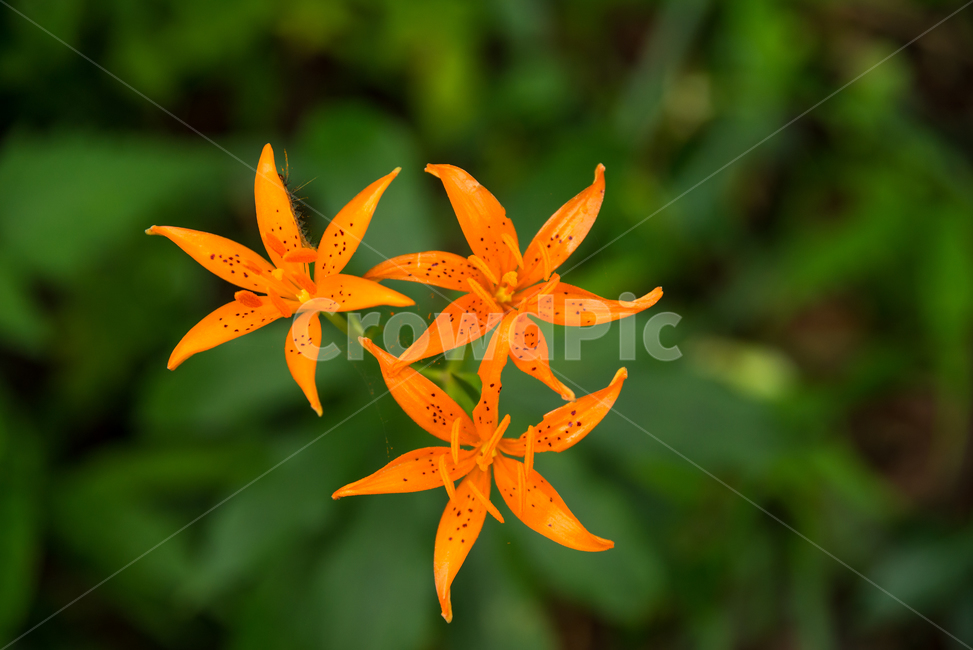 나리,털중나리,야생화,꽃,식물,flower,plants