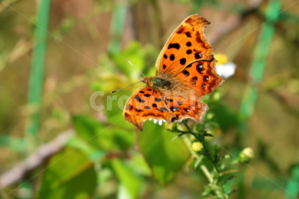 leopard butterfly,nature,hairless,mugwort,flower,wildflowers,Chrysanthemum,butterfly,American mugwort,plant,Asteraceae,insect,animal,wild flowers